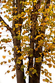 Yellow Autumn leaves change colour UK