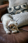 Pet dog lies on brown leather sofa in Tunbridge Wells home Kent England UK