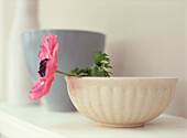 Close up of a pink Anemone in a Chinese white bowl on shelf