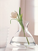 Single white Tulip in glass vase