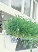 Frisches grünes Weizengras wächst in einem Metallkasten vor einem Küchenfenster