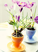 Egg cups with crocus flowers