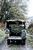Christmas tree in back of truck on rural lane in Shropshire England UK