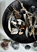 Muscheln und Treibholz in schwarzer Schale Lyme Regis home Dorset UK