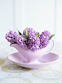 Purple Hyacinths flowers in gravyboat