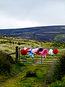 Christmas decorations tied to gate in remote Scottish farmland UK