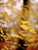Yellow leaves in Scottish woodland