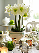 Blühende Amaryllis mit Teelichtern auf dem für das Weihnachtsessen gedeckten Tisch
