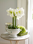 Flowering Amaryllis on side table