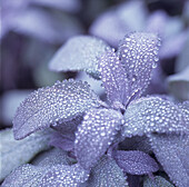 Water droplets on a Sage plant in Winter