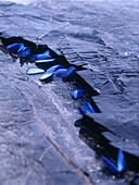 Blau bemalte Muschelschalen an einer felsigen Küste
