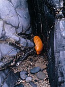 Orange gestrichene Jakobsmuscheln in einer Bucht an der Küste