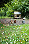 Two hens in grounds of Sandhurst cottage, Kent, England, UK