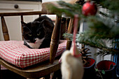Farm cat on gingham cushion in Tenterden kitchen, Kent, England, UK
