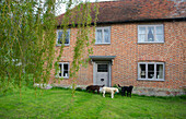 Labrador auf der Rasenfläche eines Bauernhauses aus Backstein in High Halden, Kent, England, Vereinigtes Königreich
