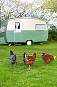 Freilandhühner und Wohnwagen im Garten von High Halden Kent England UK