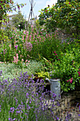 Metal watering can in Worth Matravers garden Dorset England UK