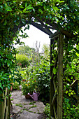 Pink watering can viewed through pergola in Worth Matravers garden Dorset England UK