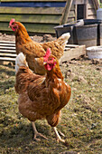 Two hens in farmyard of Kent home England UK