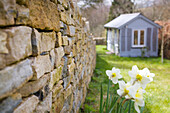 Trockenmauer und Narzissen mit Gartenhäuschen im Garten von Corfe Castle in Dorset England UK