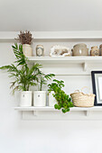 Kitchen shelf detail displaying pots with herbs and indoor plants dried lavender crystal and a basket in Oxfordshire UK