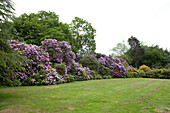 Violett blühender Strauch und Rasen im Außenbereich eines Landhauses in Sussex, England, Vereinigtes Königreich