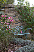Blue painted wrought iron bench and pink roses in walled garden of London home,  England,  UK