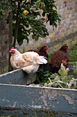 Drei Hühner hocken auf einem Hochbeet im ummauerten Garten, London, England, UK