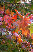 Autumn leaves changing colour