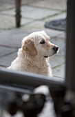Labrador auf Pflaster vor Haus in Berkshire, England, UK