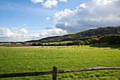 Cattle grazing in rural Sussex countryside   England   UK