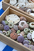 Collection of seashells in wooden crates Ithaca villa Greece