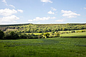 Blick auf ein Waldstück und eine Weide in der Landschaft von Devon, UK