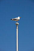 Seagull on flagpole against clear blue sky in coastal Cornwall UK
