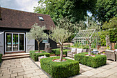 Olive trees and greenhouse in courtyard garden of former Victorian coach house West Sussex UK