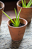 Aloe vera in terracotta pot in Welsh barn conversion UK