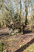 Logpile in Midhurst woodland West Sussex UK