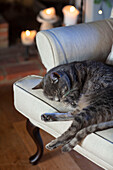 Graue Katze schläft auf Sessel in Landhaus in Berkshire UK