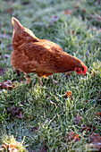 Hühner, die in Frost und Laub spazieren gehen Surrey UK