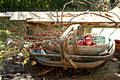 Windfall apples and berries in wooden trug on garden table Isle of Wight, UK