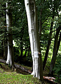 Treetrunks in woodland Isle of Wight, UK