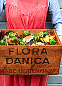 Frau in rotem Cordkleid hält Kiste mit Blumen aus Dänemark Isle of Wight, UK