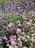 Lavendelfeld auf der Isle of Wight, UK