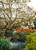 Magnolia tree and tulips in Isle of Wight garden UK