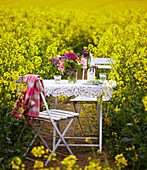 Table and chairs with cut flowers in field of Rapeseed (Brassica napus)