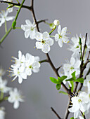 White blossom detail