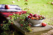 Foraged fruit and berries Victoria Plums Apples Rosehip on a bench in garden with blankets