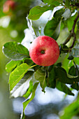 Rote Äpfel reifen an einem Baum im Garten, UK