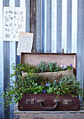 Mit Pflanzen gefüllter Vintage-Koffer vor einer Wellblechwand