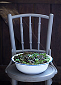 Grau gestrichener Stuhl mit einer mit Sukkulenten bepflanzten Schale